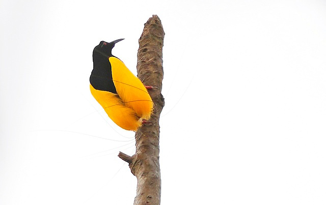 Photograph of Twelve-wired Bird-of-paradise