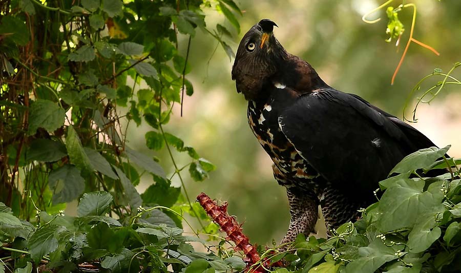Photograph of African Crowned Eagle