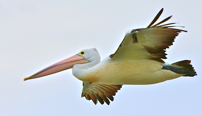 Photograph of Australian Pelican