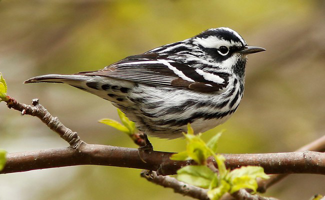 Photograph of Black-and-white Warbler