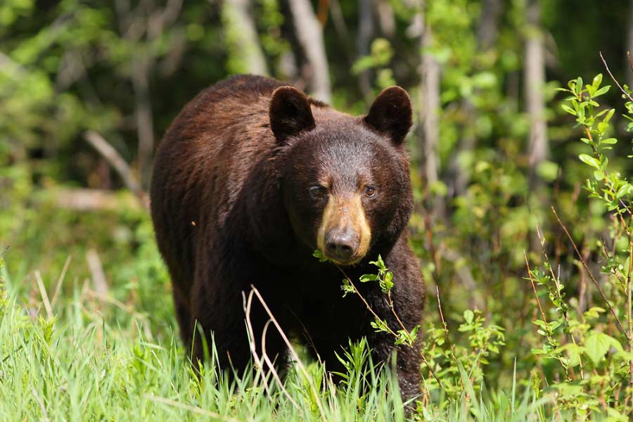 Photograph of Black Bear