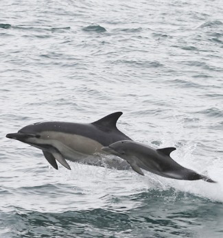 Photograph of Common Dolphins