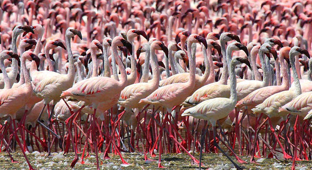 Photograph of Lesser Flamingos