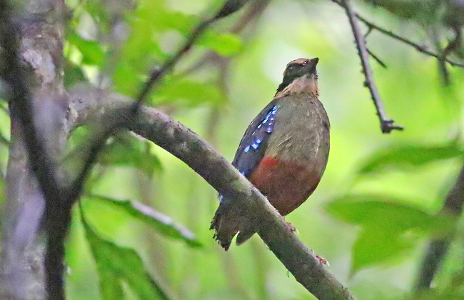 Photograph of Green-breasted Pitta