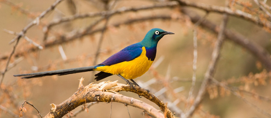 Photograph of Golden-breasted Starling