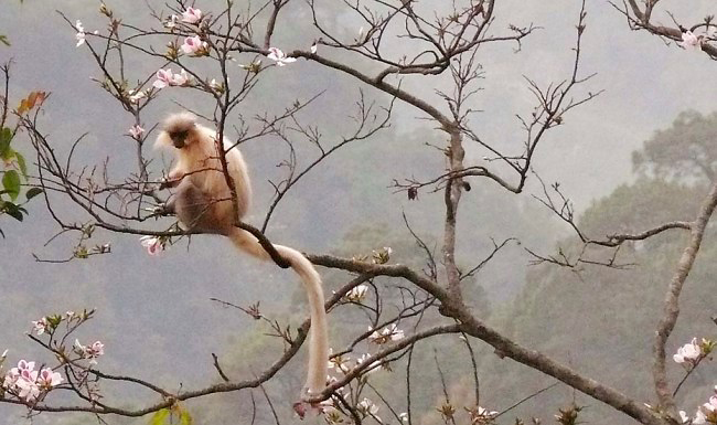 Photograph of Golden Langur