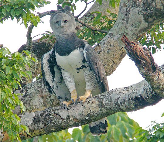 Photograph of Harpy Eagle