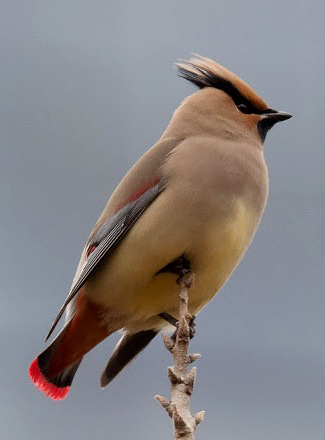 Photograph of Japanese Waxwing