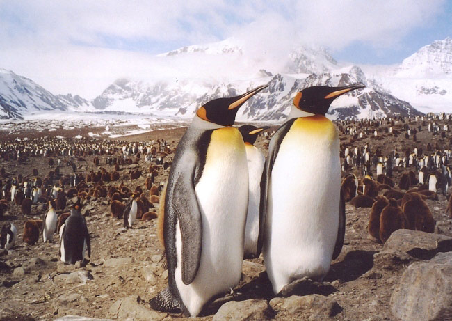 Photograph of King Penguins