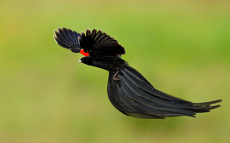 Photograph of Long-tailed Widowbird