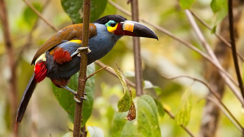Photograph of Plate-billed Mountain Toucan