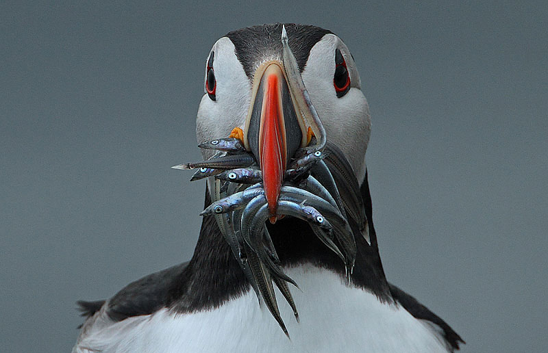 Photograph of Puffin