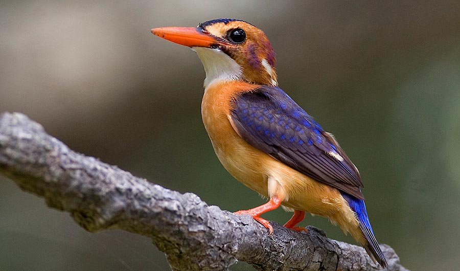 Photograph of African Pygmy Kingfisher