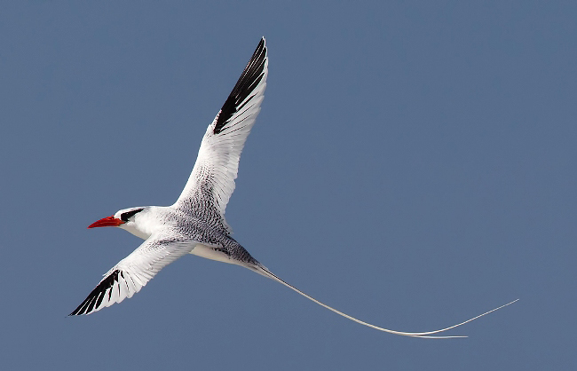 Photograph of Red-billed Tropicbird