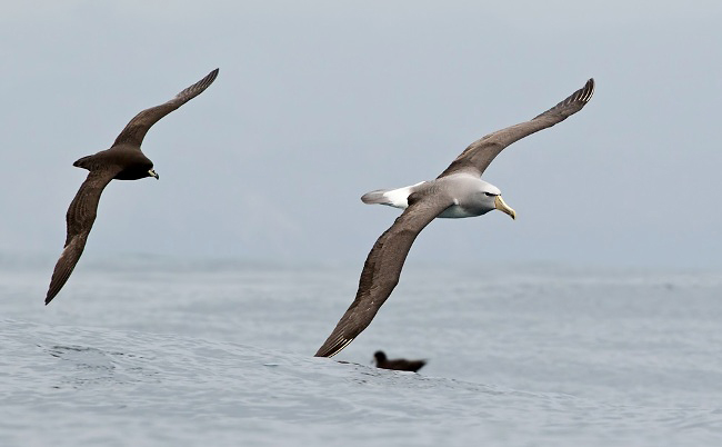 Photograph of Salvin's Albatross