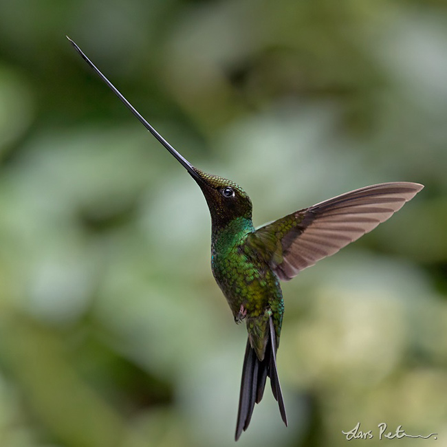 Photograph of Sword-billed Hummingbird