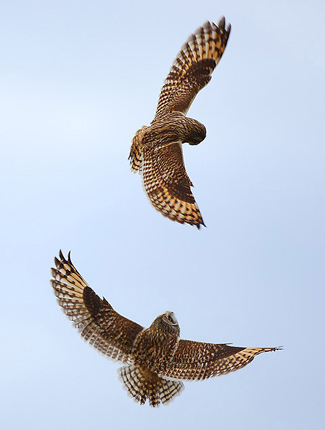 Photograph of Short-eared Owls
