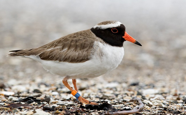 Photograph of Shore Plover