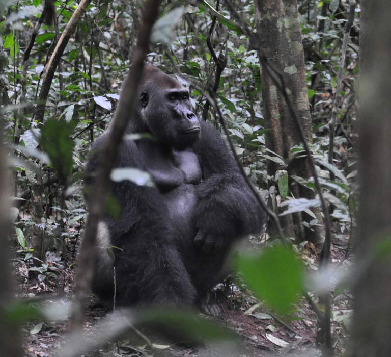 Photograph of Lowland Gorilla