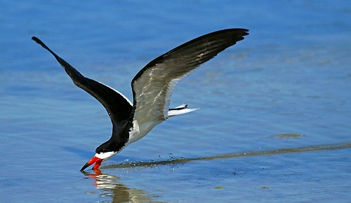 Photograph of Black Skimmer