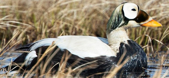 Photograph of Spectacled Eider