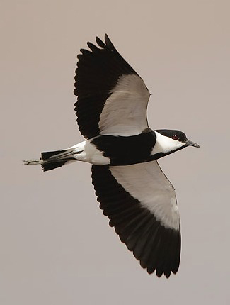 Photograph of Spur-winged Lapwing