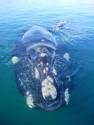 Photograph of Southern Right Whale