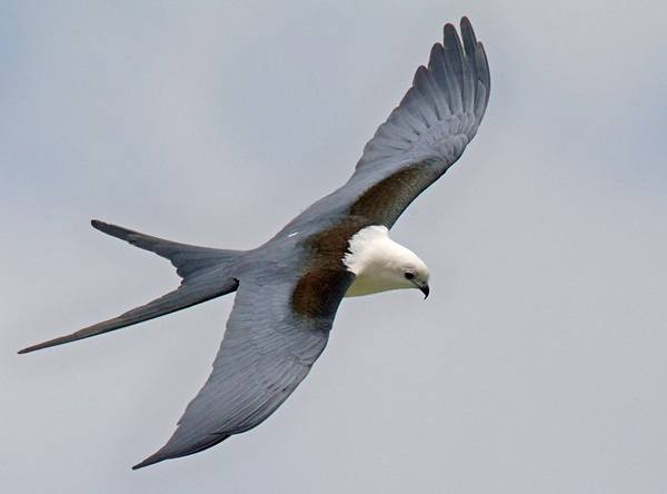 Photograph of Swallow-tailed Kite