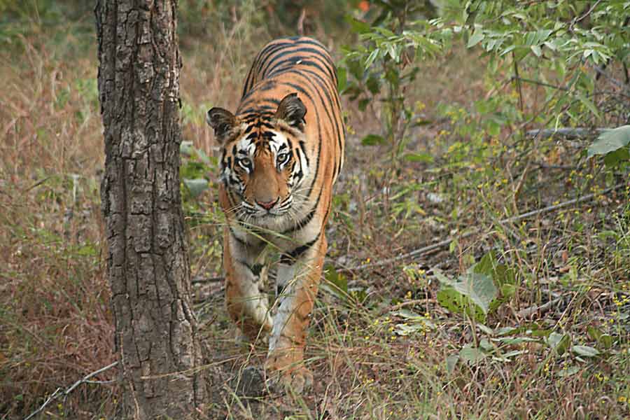 Photograph of Tiger