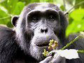 Photograph of Chimpanzee