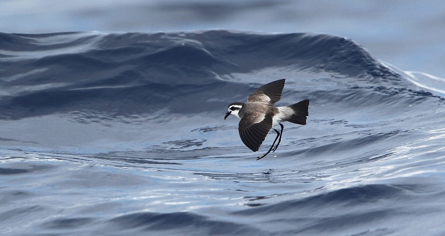 Photograph of White-faced Storm Petrel