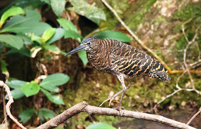 Photograph of White-crested Tiger-heron