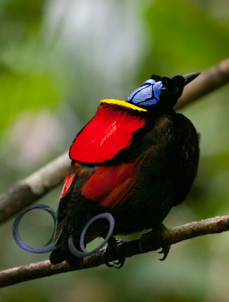 A Family Of Birds Found Nearly World Wide That Tend To Be Bold