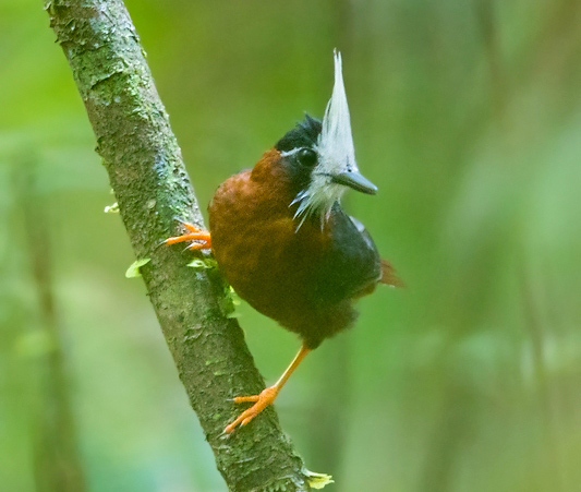 Photograph of White-plumed Antbird