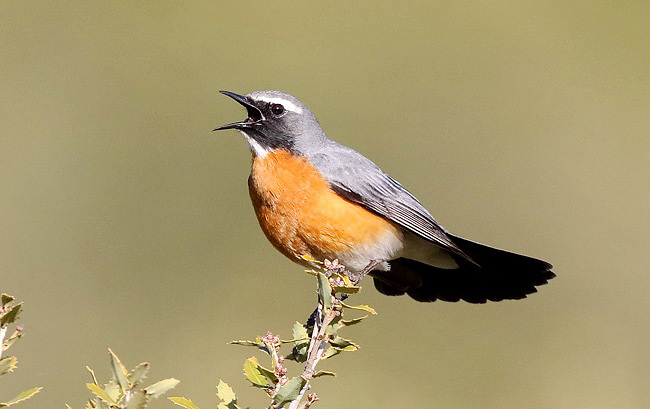Photograph of White-throated Robin