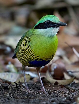 Photograph of Bar-bellied Pitta