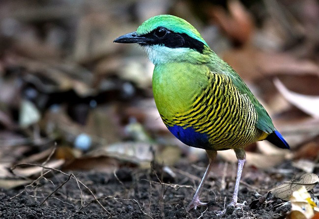 Photograph of Bar-bellied Pitta