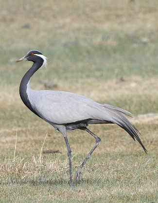 Photograph of Demoiselle Crane