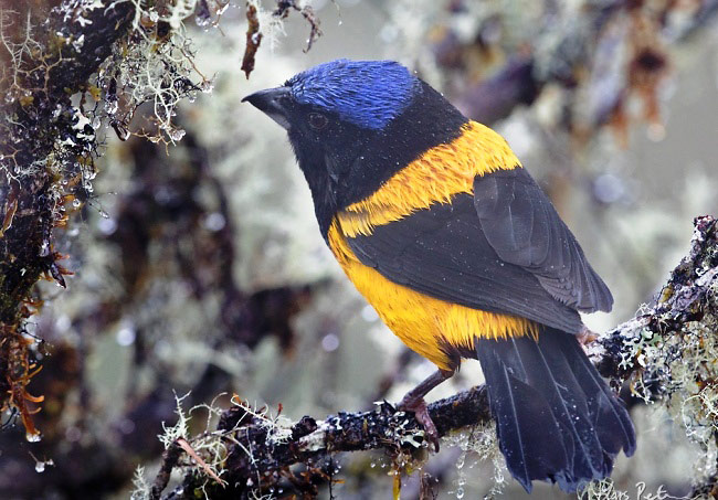 Photograph of Golden-backed Mountain-tanager