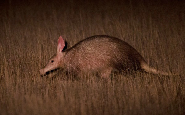 Photograph of Aardvark