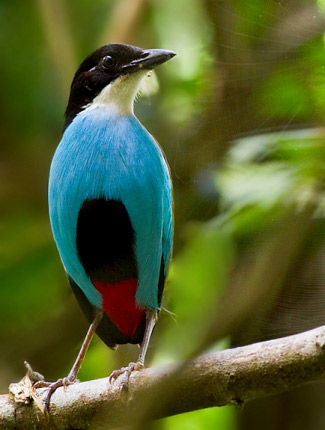 Photograph of Azure-breasted Steere's Pitta