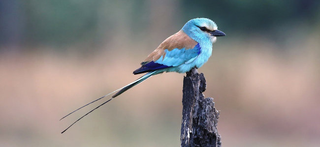 Photograph of Abyssinian Roller