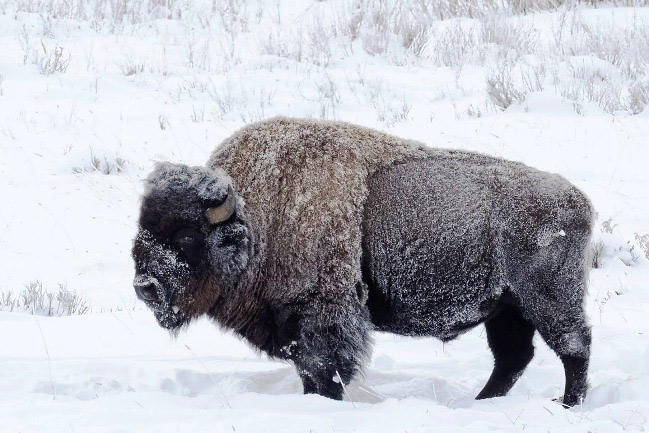 Photograph of American Bison