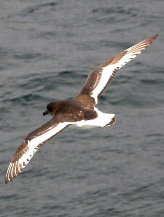 Photograph of Antarctic Petrel