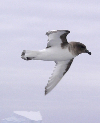 Photograph of Antarctic Petrel