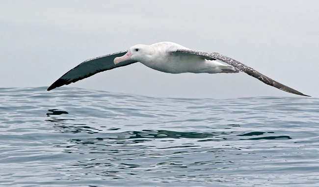 Photograph of Antipodean/Gibson's Wandering Albatross