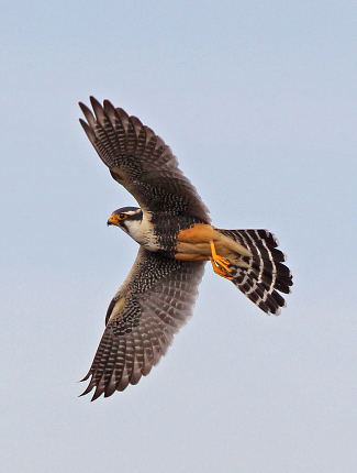 Photograph of Aplomado Falcon