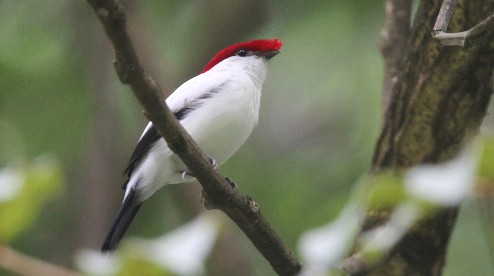 Photograph of Araripe Manakin