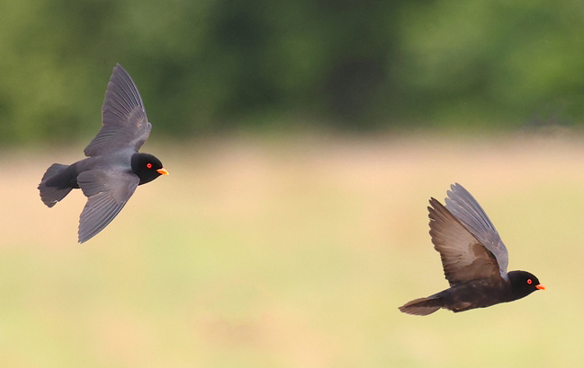 Photograph of African River Martins