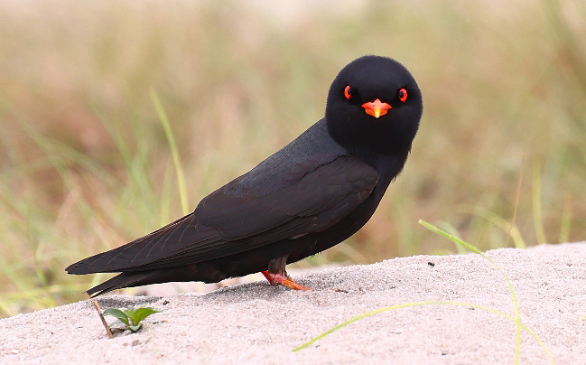 Photograph of African River Martin